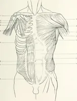 An illustration from Modelling : a guide for teachers and students (1902)