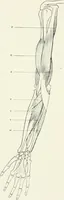 An illustration from Modelling : a guide for teachers and students (1902)