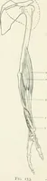 An illustration from Modelling : a guide for teachers and students (1902)