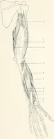 An illustration from Modelling : a guide for teachers and students (1902)