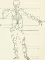 An illustration from Modelling : a guide for teachers and students (1902)