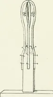 An illustration from Modelling : a guide for teachers and students (1902)