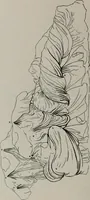 Picture 50 of 128 from Modelling; a guide for teachers and students (1902), leaf 119