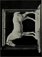 An illustration from Modelling; a guide for teachers and students (1902)