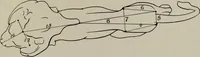An illustration from Modelling; a guide for teachers and students (1902)