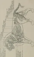 Picture 101 of 225 from Modelling; a guide for teachers and students (1902), leaf 187