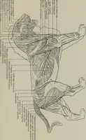 An illustration from Modelling; a guide for teachers and students (1902)