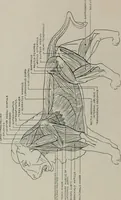 An illustration from Modelling; a guide for teachers and students (1902)