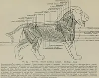 Picture 104 of 225 from Modelling; a guide for teachers and students (1902), leaf 190