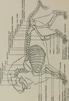 Picture 105 of 225 from Modelling; a guide for teachers and students (1902), leaf 191
