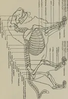 An illustration from Modelling; a guide for teachers and students (1902)