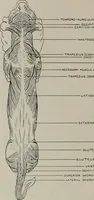 Picture 107 of 225 from Modelling; a guide for teachers and students (1902), leaf 193