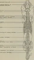 Picture 108 of 225 from Modelling; a guide for teachers and students (1902), leaf 194