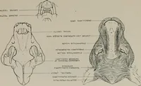 An illustration from Modelling; a guide for teachers and students (1902)