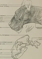 An illustration from Modelling; a guide for teachers and students (1902)