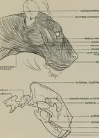 Picture 111 of 225 from Modelling; a guide for teachers and students (1902), leaf 198