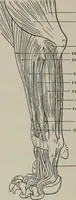 Picture 112 of 225 from Modelling; a guide for teachers and students (1902), leaf 199