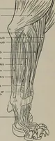 An illustration from Modelling; a guide for teachers and students (1902)