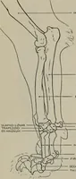 An illustration from Modelling; a guide for teachers and students (1902)