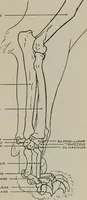 An illustration from Modelling; a guide for teachers and students (1902)