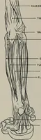 An illustration from Modelling; a guide for teachers and students (1902)