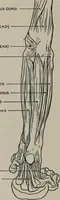 Picture 117 of 225 from Modelling; a guide for teachers and students (1902), leaf 201