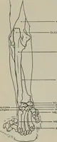An illustration from Modelling; a guide for teachers and students (1902)