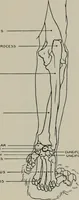 An illustration from Modelling; a guide for teachers and students (1902)