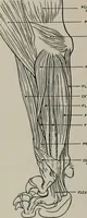 An illustration from Modelling; a guide for teachers and students (1902)