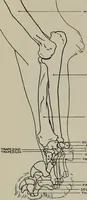 An illustration from Modelling; a guide for teachers and students (1902)