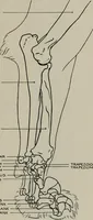 An illustration from Modelling; a guide for teachers and students (1902)
