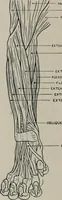 An illustration from Modelling; a guide for teachers and students (1902)
