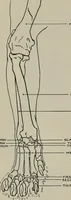 An illustration from Modelling; a guide for teachers and students (1902)