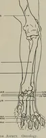 An illustration from Modelling; a guide for teachers and students (1902)