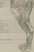 An illustration from Modelling; a guide for teachers and students (1902)