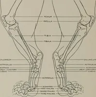 Picture 129 of 225 from Modelling; a guide for teachers and students (1902), leaf 209