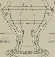 An illustration from Modelling; a guide for teachers and students (1902)