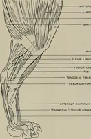 An illustration from Modelling; a guide for teachers and students (1902)