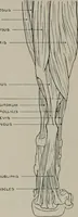 Picture 133 of 225 from Modelling; a guide for teachers and students (1902), leaf 213