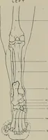 An illustration from Modelling; a guide for teachers and students (1902)