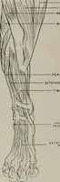 An illustration from Modelling; a guide for teachers and students (1902)