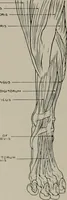 Picture 137 of 225 from Modelling; a guide for teachers and students (1902), leaf 215