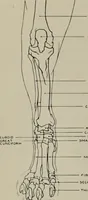 An illustration from Modelling; a guide for teachers and students (1902)