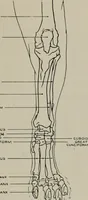 An illustration from Modelling; a guide for teachers and students (1902)