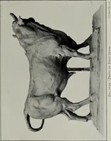 An illustration from Modelling; a guide for teachers and students (1902)