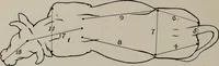 An illustration from Modelling; a guide for teachers and students (1902)