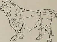 An illustration from Modelling; a guide for teachers and students (1902)
