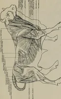 An illustration from Modelling; a guide for teachers and students (1902)