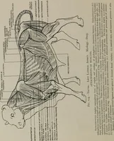 Picture 151 of 225 from Modelling; a guide for teachers and students (1902), leaf 239