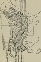 Picture 152 of 225 from Modelling; a guide for teachers and students (1902), leaf 240